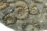 Plate Of Ammonite (Xipheroceras) Fossils - Dorset, England #242421-4